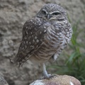 402-4928 Safari Park - Owl